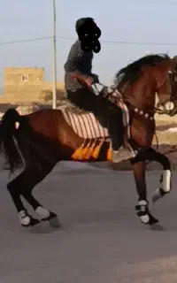 اسب نریان