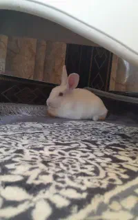 خرگوش نر