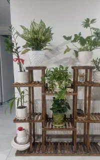 اسند گل
