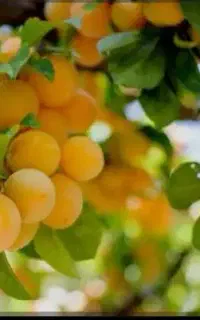 کودهای ارگانیک به راحتی محصولت رو چند برابر کن