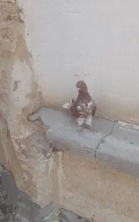 دوتا کفتر پرشی