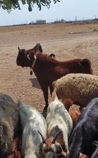 نر بز جوان