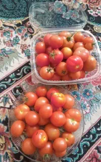 گوجه تازه تمیز کیلویی ۶۰