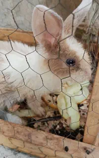 خرگوش