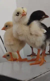 جوجه لاری اوشامو وترک