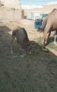 کره شتر نر چاق کشتاری موجود است