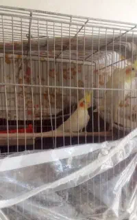 عروس هلندی