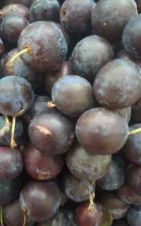 آلو سیاه بلوبری