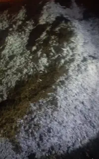 کود بلدرچین خشک آماده تحویل