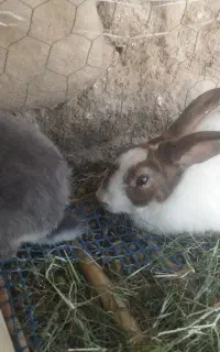 خرگوش وبچه خرگوش درباشت