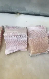 ماهی قزل آلا زنده
