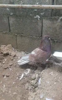 کبوتر پرشی
