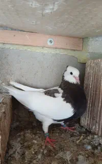 کبوتر ماده