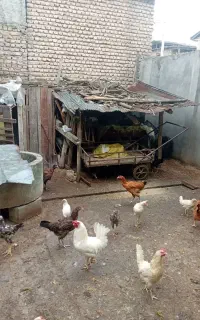 مرغ تخمگذار