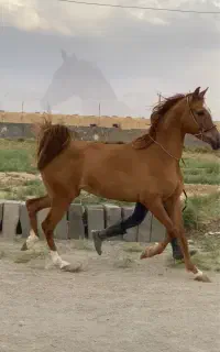 فروش مادیون یکسر