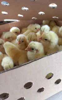 جوجه گوشتی فوق سنگین رآس