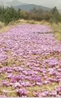 پیاز زعفران