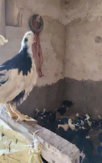 جوجه مرغ گلین