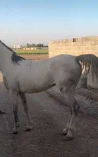 مادیان