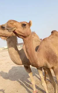 شتر آرام زاتی
