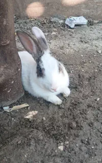 خرگوش