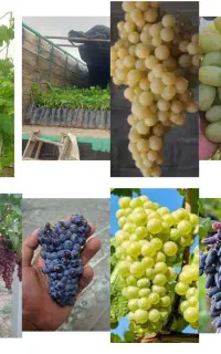 تنوع در نهال قیمت فوق استثنایی