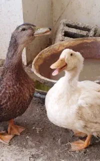 اردک بالغ و سالم