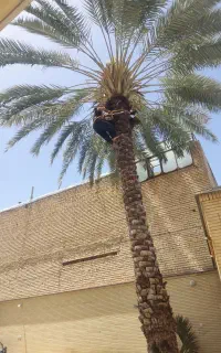 قطع نخل داخل خونه