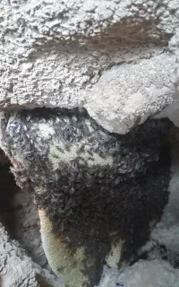عسل کوهی اصل