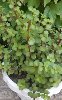 خرفه ای با/بی گلدان
