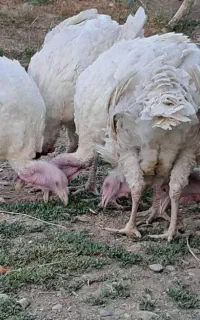 بوقلمون بیوتی برای پرورش و کشتار