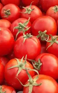 گوجه ناب برای رب