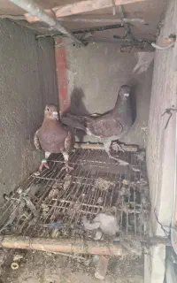 فروش