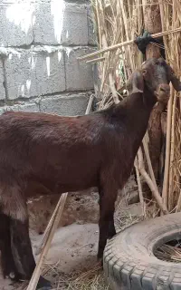 گوسفند