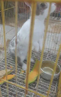 خرگوش