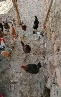 مرغ و خروس درجه یک گوشتی و داشتی حراج