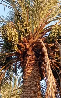 خریدخرما.بالای نخل
