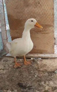 اردک ۵ماه معاوضه با مرغ عشق