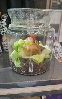 حراج حلزون آچاتینا