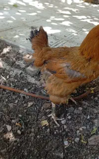 مرغ