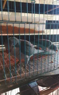 پرنده زینتی راهب