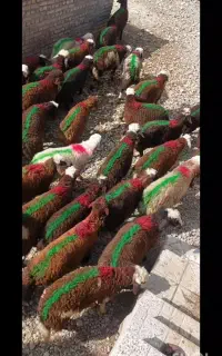 بره نر پای پروار جنس درجه۱ افشار سرخ