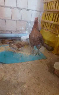 جوجه کوردی