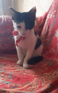 بچه گربه