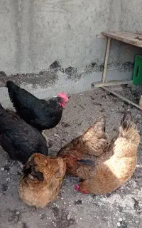 ۴عدد مرغ جوان ۱ساله تخم گذاری هر روز