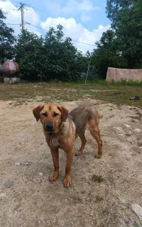 واگذاری سگ نگهبان ماده سن ۶ ماهه