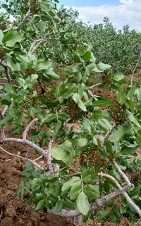 خرید پسته کالک و روآبی و پوک