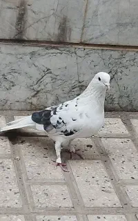 کفتر باخت رفته