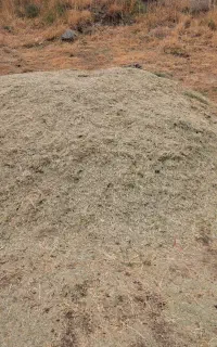 علفوفه خرمنکوب شده
