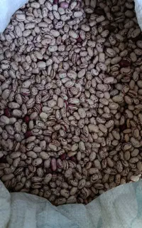 لوبیا درجه یک پاکوتاه بوجاری شده مخصوص بذر تضمینی